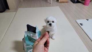 캐닌캐비어 알카라인 홀리스틱 그레이프리 앙뜨레 ALS_4종 오픈스카이, 와일드오션, 프리스피릿, 스페셜니즈 — 5점을 준 리뷰어가 2023년 2월 올린 사용 사진