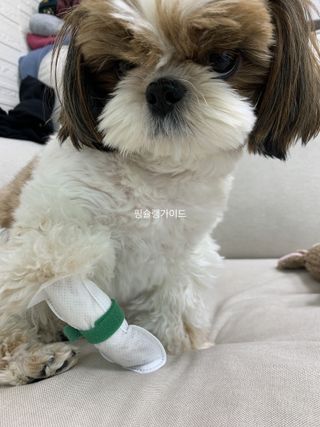 코보콩 에어슈즈 강아지 일회용 신발 소용량 패키지 20매 초경량  미끄럼방지 실내외 겸용 — 4점을 준 리뷰어가 2022년 2월 올린 사용 사진