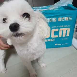 아베크 펫 와이드 프리미엄 대형 애견 강아지 배변 패드 30매 1팩 80g — 5점을 준 리뷰어가 2021년 7월 올린 사용 사진