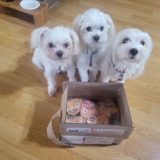 비타크래프트 조에시 하트캔 85g 강아지 습식캔 10캔 — 4점을 준 리뷰어가 2021년 10월 올린 사용 사진