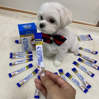 씨디랩 장 건강과 구강 건강을 한 번에 더블락토 강아지 고양이 유산균 — 4점을 준 리뷰어가 2021년 1월 올린 사용 사진