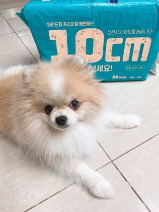 아베크 펫 와이드 프리미엄 중형 애견 강아지 배변 패드 54매 1팩 45g — 5점을 준 리뷰어가 2021년 7월 올린 사용 사진