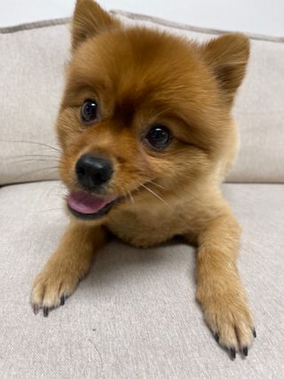 My Pet Care 천연단백질 관절건강에 개좋아 — 5점을 준 리뷰어가 2021년 1월 올린 사용 사진