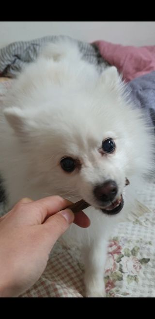 My Pet Care 천연단백질 치아건강에 개좋아 — 5점을 준 리뷰어가 2020년 12월 올린 사용 사진