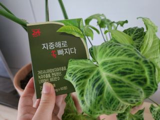 클린24시간 지중해로 쏙빠지다 1SET (800mg*60정) — 5점을 준 리뷰어가 2023년 1월 올린 사용 사진