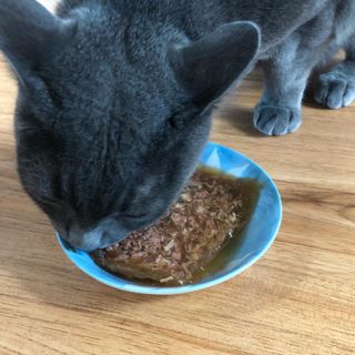 비타크래프트 포에시 델리스 고양이 파우치 85g 9가지맛 1팩씩 — 5점을 준 리뷰어가 2021년 8월 올린 사용 사진