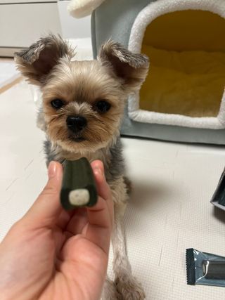 꿀님이 올린 리뷰 사진 2