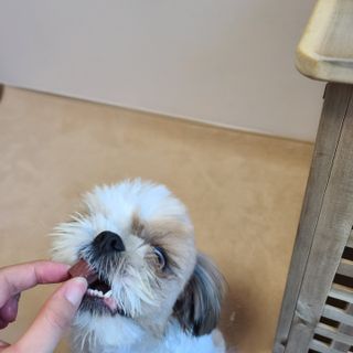 My Pet Care 천연단백질 눈건강에 개좋아 — 5점을 준 리뷰어가 2021년 4월 올린 사용 사진
