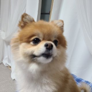 [보장균수5억] 건강한장 프로젝트 강아지간식 보스독 프로펍스트릿 170g 3종 — 5점을 준 리뷰어가 2020년 12월 올린 사용 사진
