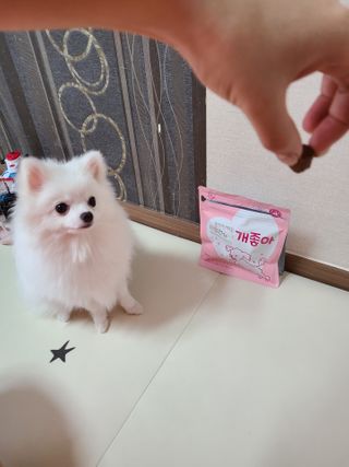My Pet Care 천연단백질 관절건강에 개좋아 — 5점을 준 리뷰어가 2021년 3월 올린 사용 사진