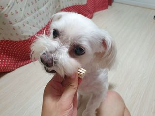 페페로니 클린플러스 덴탈오리껌 10g x 14p — 4점을 준 리뷰어가 2021년 7월 올린 사용 사진