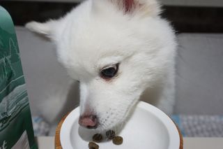 캐닌캐비어 알카라인 홀리스틱 그레이프리 앙뜨레 ALS_4종 오픈스카이, 와일드오션, 프리스피릿, 스페셜니즈 — 3점을 준 리뷰어가 2023년 5월 올린 사용 사진