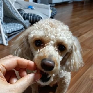 My Pet Care 천연단백질 눈건강에 개좋아 — 5점을 준 리뷰어가 2021년 1월 올린 사용 사진