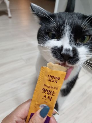 페페로니 맛있는 스틱 - 무항생제 닭고기 15개 + 알래스카 연어 15개 — 5점을 준 리뷰어가 2021년 9월 올린 사용 사진