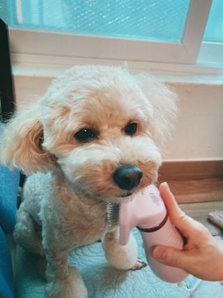 아베크 펫 강아지 고양이 애견 에어 브러쉬 드라이기 올인원 — 5점을 준 리뷰어가 2021년 7월 올린 사용 사진
