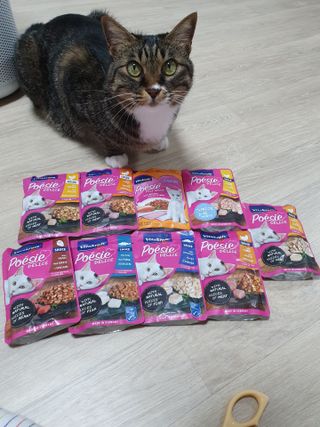 비타크래프트 포에시 델리스 고양이 파우치 85g 9가지맛 1팩씩 — 5점을 준 리뷰어가 2021년 8월 올린 사용 사진