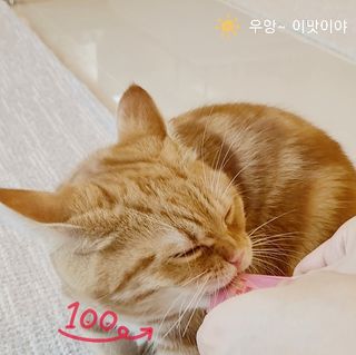 페페로니 잘 먹는 캣츄 - 알래스카 연어 24개입 — 4점을 준 리뷰어가 2021년 7월 올린 사용 사진