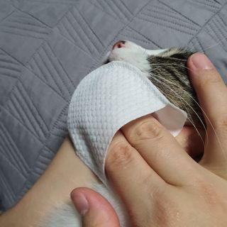 [자유펫] 고양이 턱드름 여드름 예방 및 제거 세트, 블랙씨드케어박스 — 5점을 준 리뷰어가 2021년 10월 올린 사용 사진