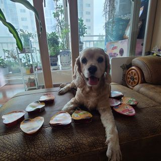 비타크래프트 조에시 하트캔 85g 강아지 습식캔 10캔 — 4점을 준 리뷰어가 2021년 7월 올린 사용 사진