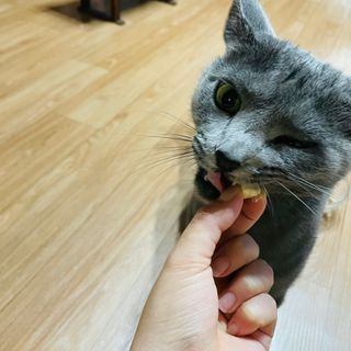 부르르펫 야미트릿 틸라피아 60g — 5점을 준 리뷰어가 2021년 10월 올린 사용 사진