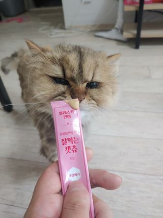 페페로니 잘 먹는 캣츄 - 알래스카 연어 24개입 — 5점을 준 리뷰어가 2021년 7월 올린 사용 사진