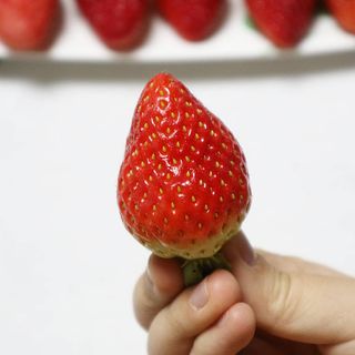 옳음 딸기 논산 설향 딸기 900g 산지직송 — 5점을 준 리뷰어가 2021년 1월 올린 사용 사진
