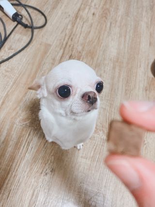 My Pet Care 천연단백질 눈건강에 개좋아 — 4.5점을 준 리뷰어가 2021년 3월 올린 사용 사진