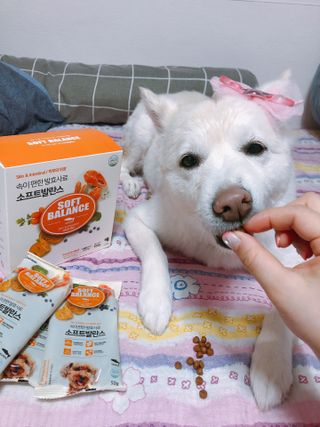 씨디랩 속이 편한 강아지 사료 소프트발란스 기호성 좋은 발효사료 피부와 위장 관절과 위장 — 5점을 준 리뷰어가 2021년 3월 올린 사용 사진