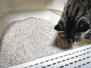 브라우니모래 [브라우니] 고양이 카사바모래 브라우니 천연 응고형 모래  6Lx2개 — 4점을 준 리뷰어가 2023년 11월 올린 사용 사진