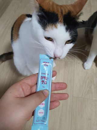 페페로니 잘 먹는 캣츄 - 원양선 참치 24개입 — 5점을 준 리뷰어가 2021년 8월 올린 사용 사진