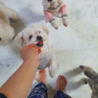 My Pet Care 천연단백질 눈건강에 개좋아 — 5점을 준 리뷰어가 2021년 1월 올린 사용 사진