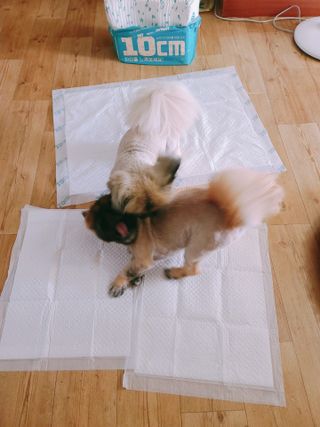 아베크 펫 와이드 프리미엄 대형 애견 강아지 배변 패드 30매 1팩 80g — 5점을 준 리뷰어가 2021년 7월 올린 사용 사진