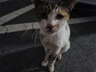 페페로니 잘 먹는 캣츄 - 무항생제 닭고기 12개 + 원양선 참치 12개 — 5점을 준 리뷰어가 2021년 8월 올린 사용 사진