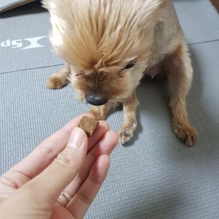 My Pet Care 천연단백질 관절건강에 개좋아 — 5점을 준 리뷰어가 2021년 1월 올린 사용 사진