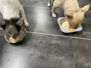 도그퓨어 푸드닭 강아지 닭고기 통살 애견간식 오리지널/차전자피/초록입홍합 — 5점을 준 리뷰어가 2021년 10월 올린 사용 사진