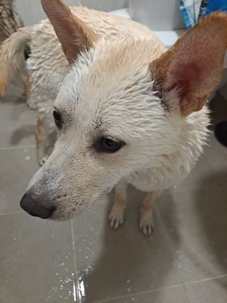 마리앤루이펫샴푸 [mari and louie pet shampoo] — 5점을 준 리뷰어가 2021년 5월 올린 사용 사진
