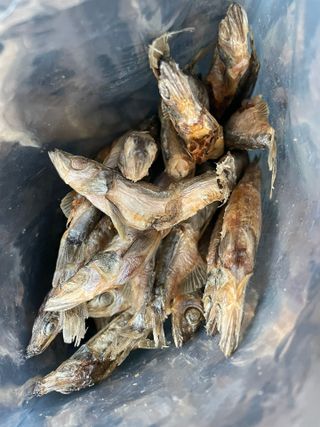 [펫시밀] 원물그대로 영양듬뿍 동결건조 왕북어트릿300g,왕치킨트릿400g,열빙어트릿300g 대용량 간식 — 5점을 준 리뷰어가 2023년 5월 올린 사용 사진