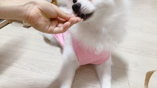 페페로니 진짜 오메가3 연어+소고기 180g+180g — 5점을 준 리뷰어가 2021년 7월 올린 사용 사진