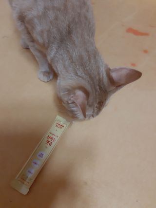페페로니 잘 먹는 캣츄 - 무항생제 닭고기 24개입 — 5점을 준 리뷰어가 2021년 7월 올린 사용 사진