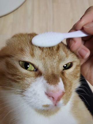 [자유펫] 고양이 턱드름 여드름 예방 및 제거 세트, 블랙씨드케어박스 — 5점을 준 리뷰어가 2021년 10월 올린 사용 사진