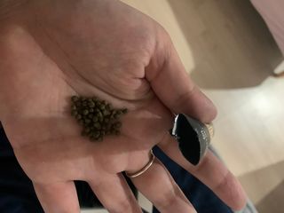 [뉴트릴렉스] 선비움 첨가물 없는 착한 차전자피 식이섬유  2박스 — 3점을 준 리뷰어가 2021년 8월 올린 사용 사진