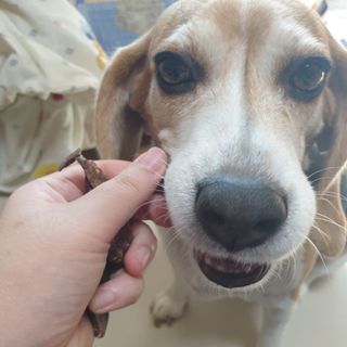 beaglelove님이 올린 리뷰 사진 3