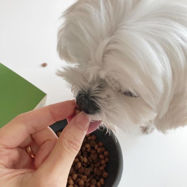 속이 편한 강아지 사료 소프트발란스 기호성 좋은 발효사료 피부와 위장 관절과 위장 리뷰 사진