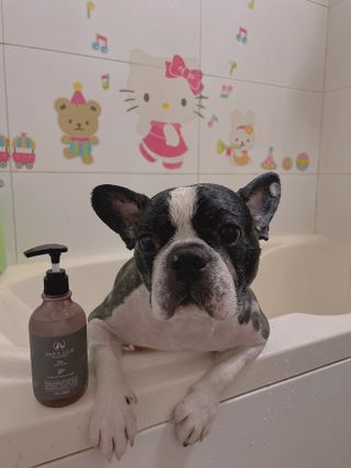 마리앤루이펫샴푸 [mari and louie pet shampoo] — 5점을 준 리뷰어가 2021년 5월 올린 사용 사진