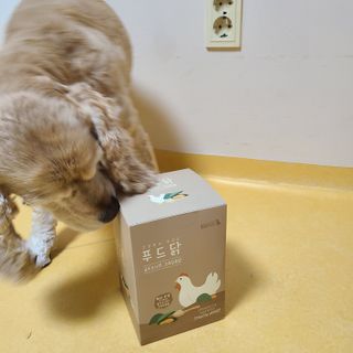 도그퓨어 푸드닭 강아지 닭고기 통살 애견간식 오리지널/차전자피/초록입홍합 — 5점을 준 리뷰어가 2021년 10월 올린 사용 사진
