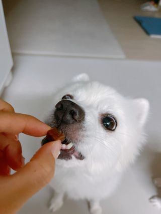 페페로니 진짜 오메가3 연어+소고기 180g+180g — 4점을 준 리뷰어가 2021년 7월 올린 사용 사진