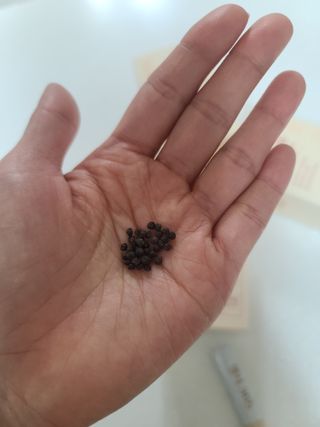 주식회사 보삼바이오산업 핼시365 프리미엄 _ 베이지 — 5점을 준 리뷰어가 2022년 2월 올린 사용 사진