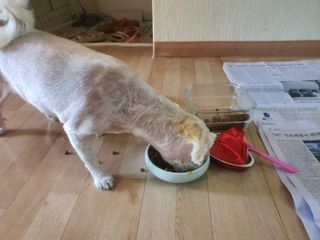 비타크래프트 조에시 하트캔 85g 강아지 습식캔 10캔 — 5점을 준 리뷰어가 2021년 7월 올린 사용 사진
