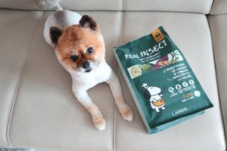 [푸디웜] 라포그  리얼인섹트 웨이트밸런스 저알러지 강아지 사료  1.2KG — 5점을 준 리뷰어가 2021년 7월 올린 사용 사진