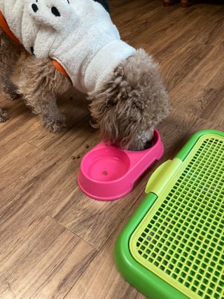 My Pet Care 장건강에 개좋아 — 5점을 준 리뷰어가 2021년 1월 올린 사용 사진